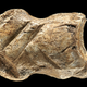 The Neanderthal bone carving.